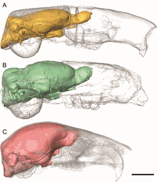 Digital endocasts with skulls for Ischyromys typus (A and B) and a modern grey squirrel, Sciurus carolinensis 
