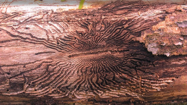Tree killed by emerald ash borer larvae