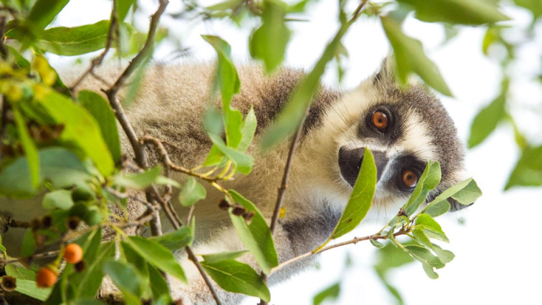Ring-tailed lemur video