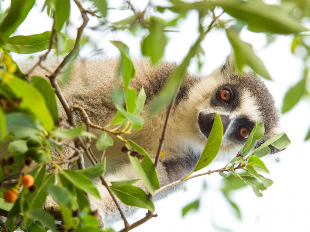 Ring-tailed lemur video