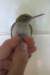 longbilledgnatwren_small.jpg