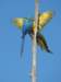 macaw3_small.jpg