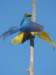 macaw4_small.jpg