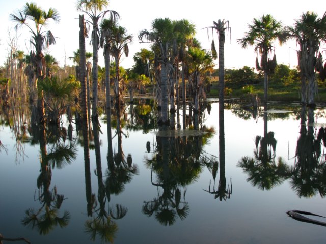 palmswamp.jpg