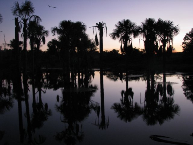 palmswampatsunsetwithmacawsflyingin.jpg