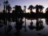 palmswampatsunsetwithmacawsflyingin_small.jpg