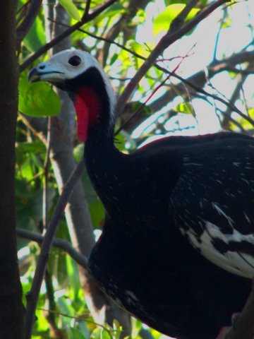 pipingguan2.jpg