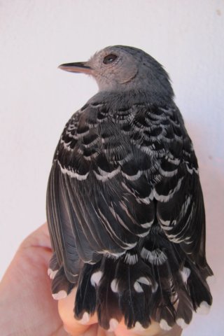 scalebackedantbird.jpg