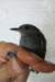 scalebackedantbird2_small.jpg