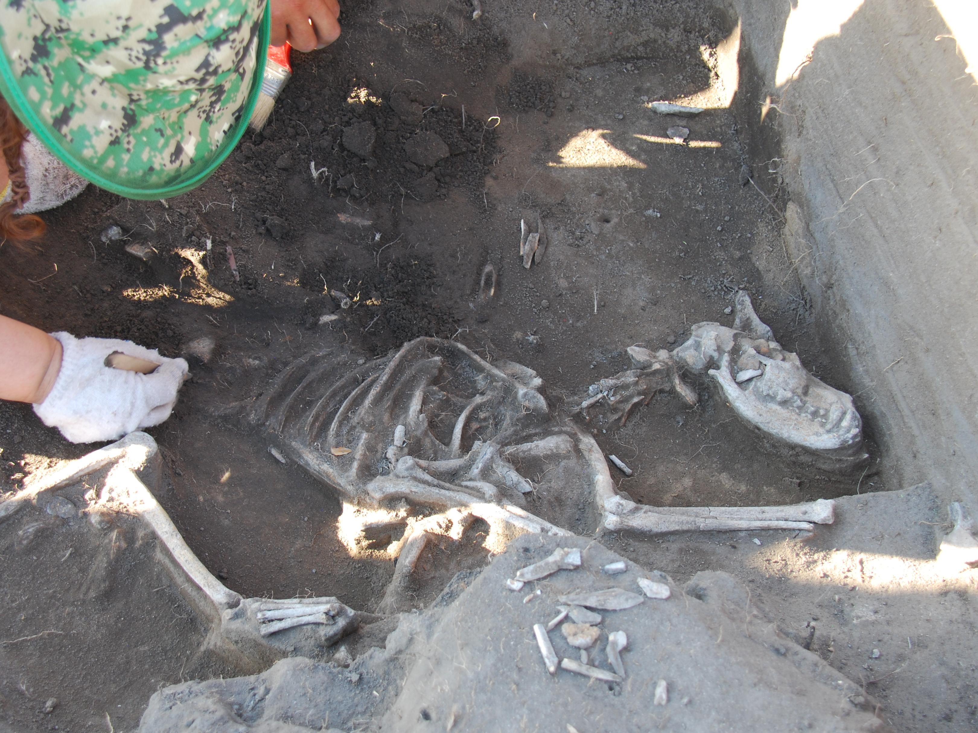 A skeleton of a dog being excavated