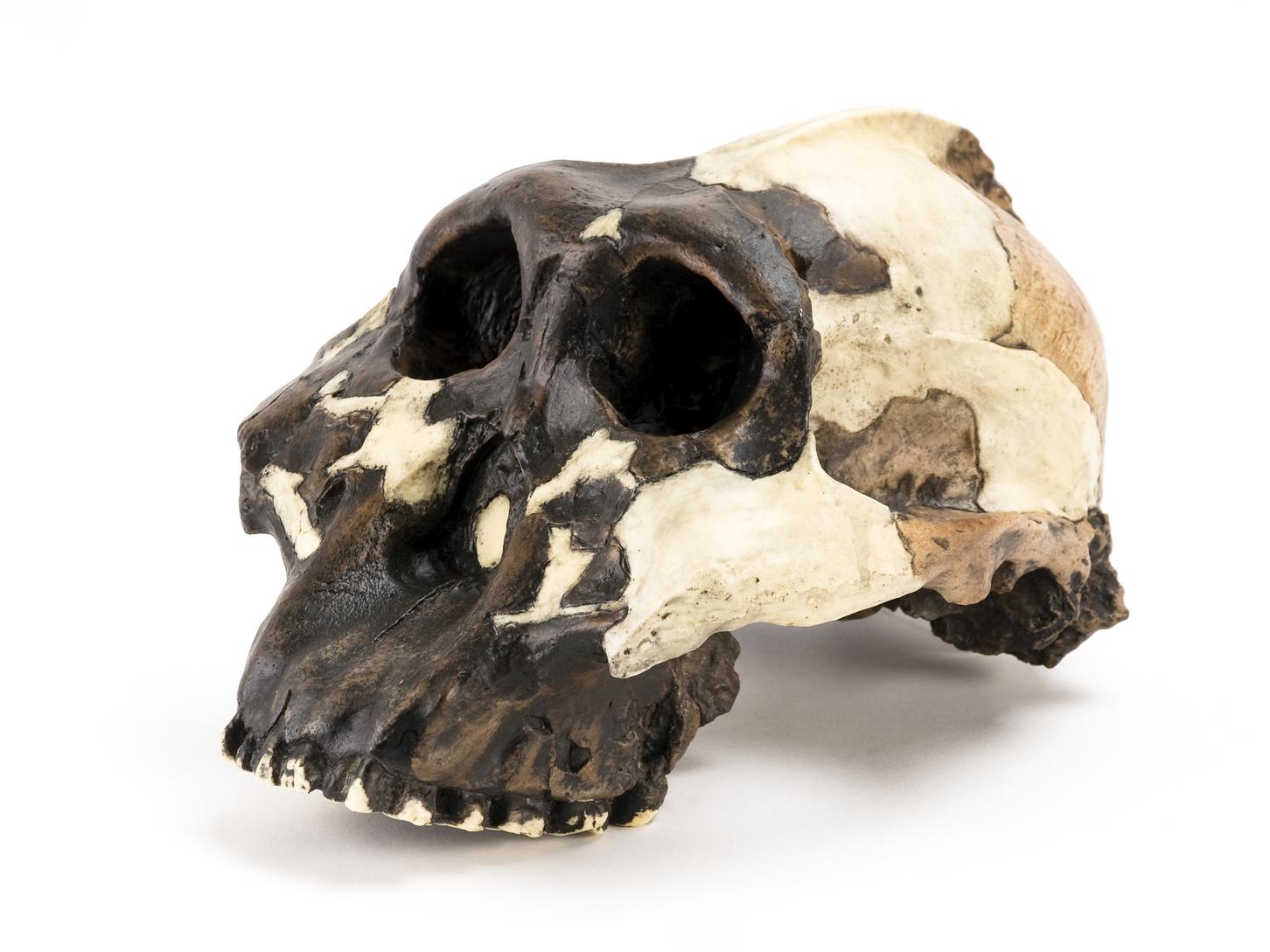 Australopithicus skull