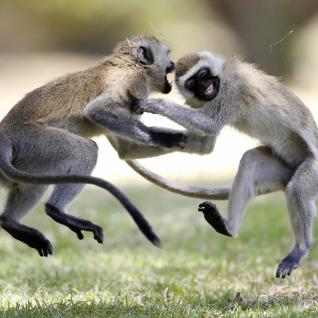 Two Tantalus monkeys play fight
