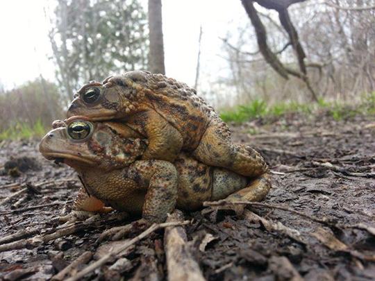 Toads during mating season near UTSC