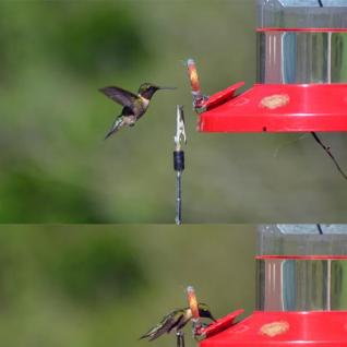 Welch's lab: The Beautiful Hummingbird