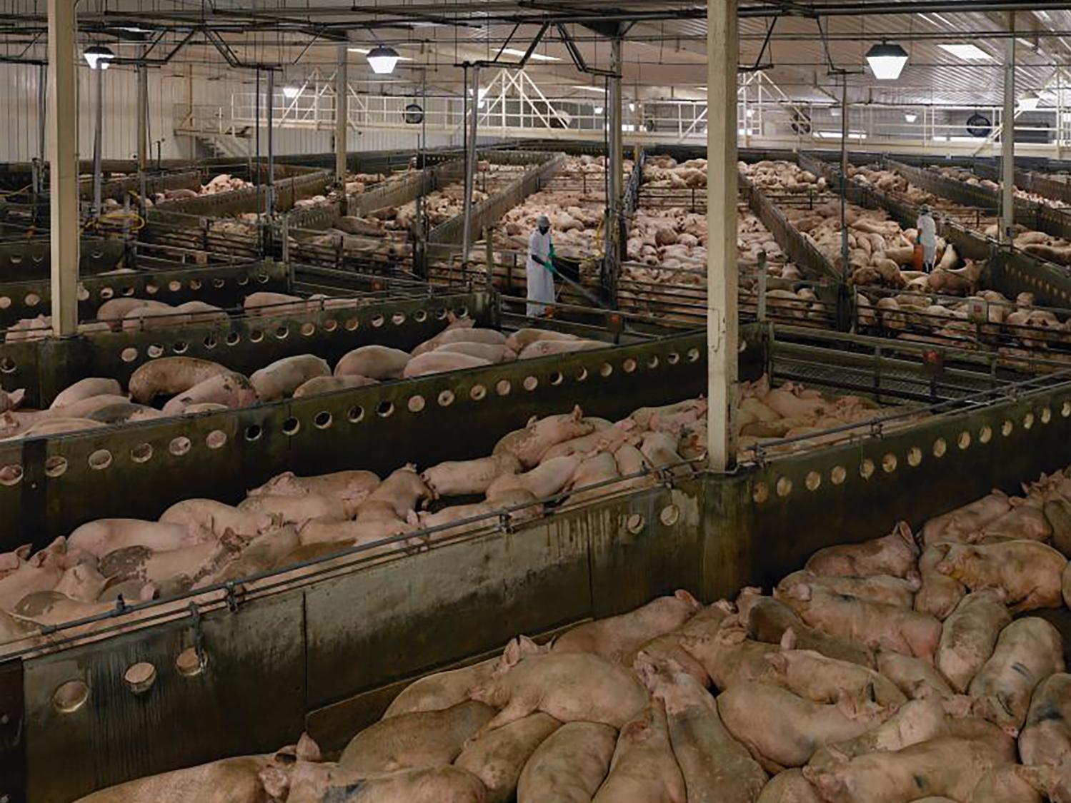 "Off-Animals: Exhausted Capitalism and the Last Remains of Hog Killing in Chicago"
