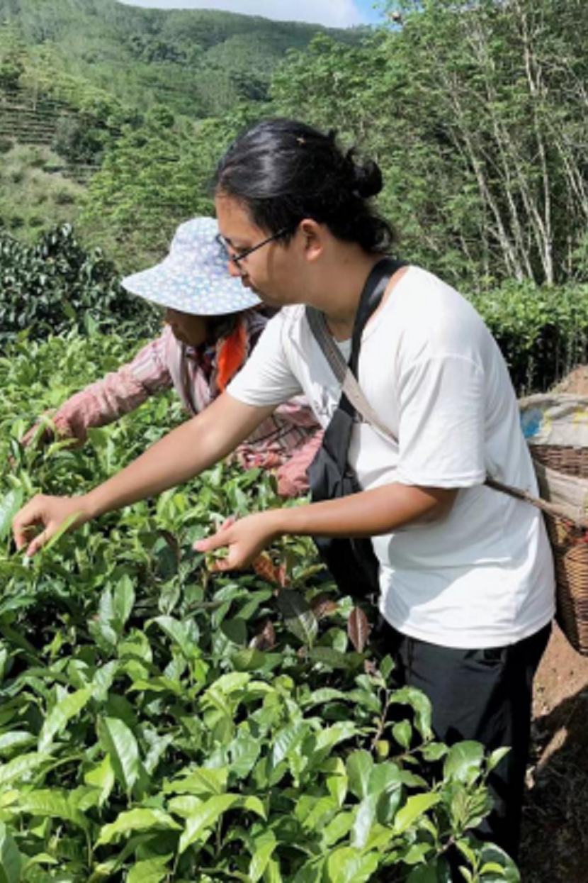 Wang picking tea on mountainside on a sunny day. White shirt and with basket hanging off back. Woman in background also picking tea, wearing a large-brimmed white hat.