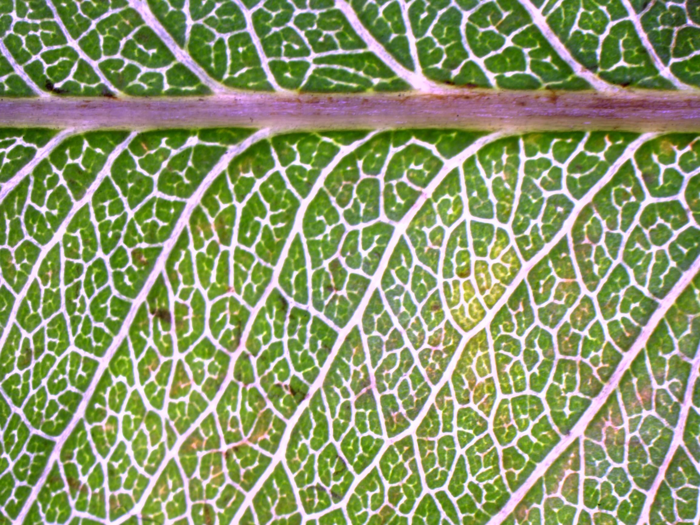 Leaf Venation Patterns in Wine Grapes