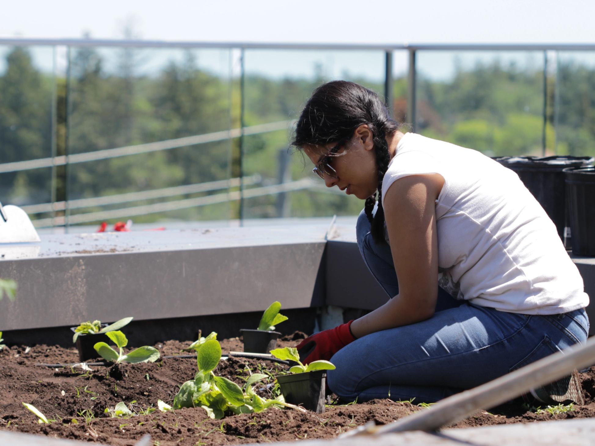 person working on a rooftop garden 