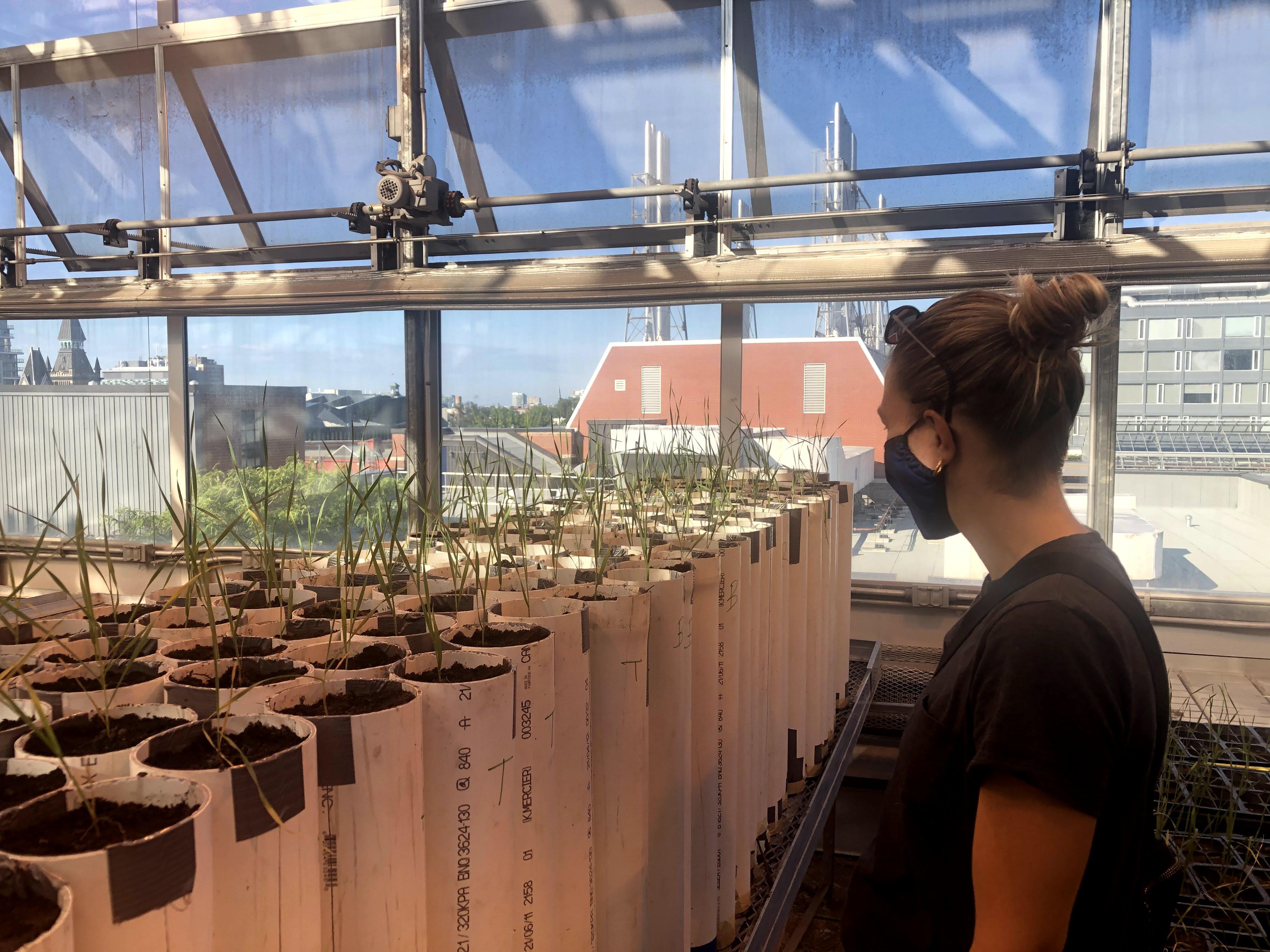 woman examining seedlings in greenhouse