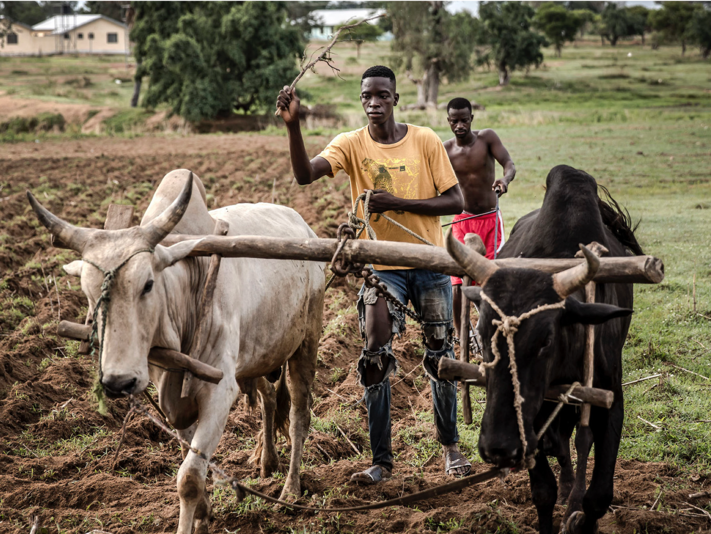 image of two young men working a field with two draught animals