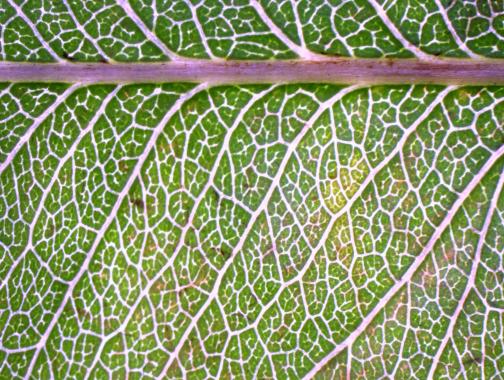 Leaf Venation Patterns in Wine Grapes
