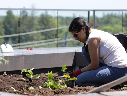 student planting seedings in the rooftop garden