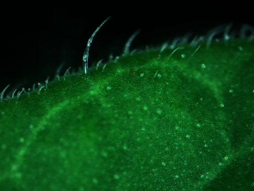 unclose image of a tomato leaf