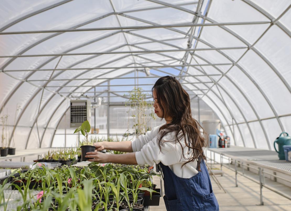 A girl with brown hair wearing a white sweatshirt and blue apron organizes plants inside a greenhouse