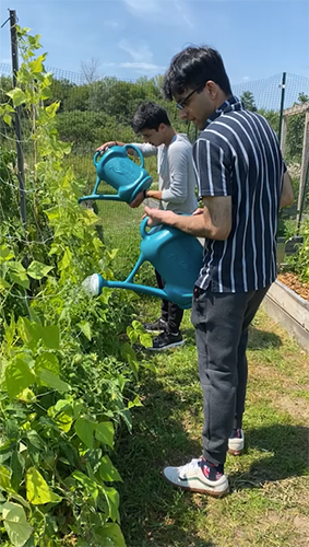 Tending the vegetable beds on a summer day