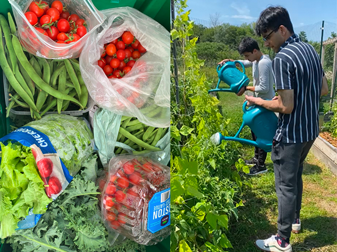 Students farming various vegetables on campus.