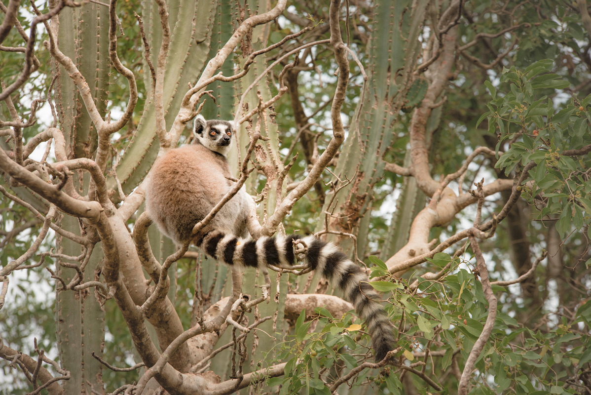 Ring-tail Lemur On Tree Monkeyland Free Stock Photo 1739663522 |  Shutterstock