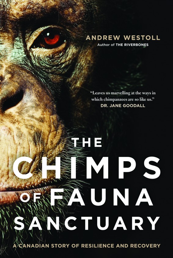 The Chimps of Fauna Sanctuary book cover.