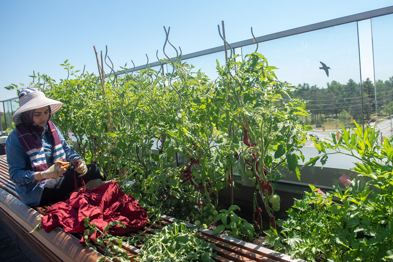 An image of the IC Rooftop Garden.