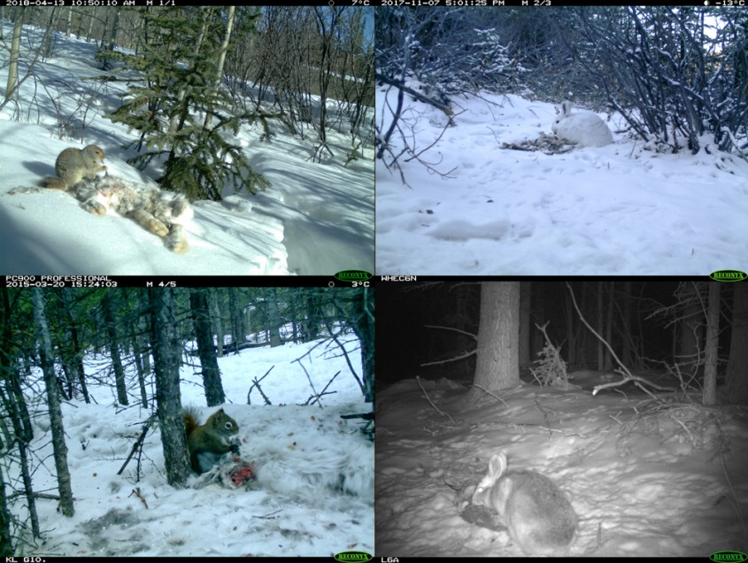 Snowshoe hare & arctic ground squirrel collage
