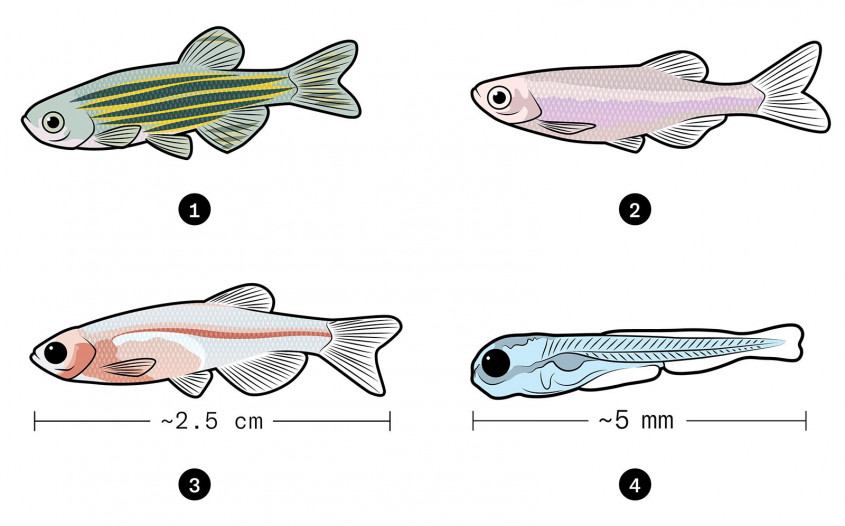 Zebrafish pigment variations