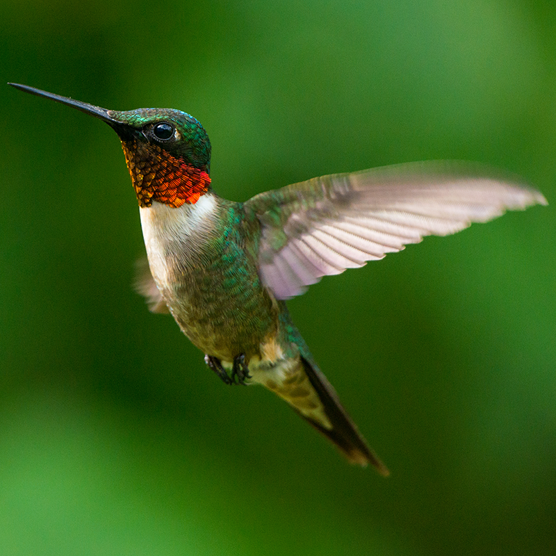 A ruby-throated hummingbird.