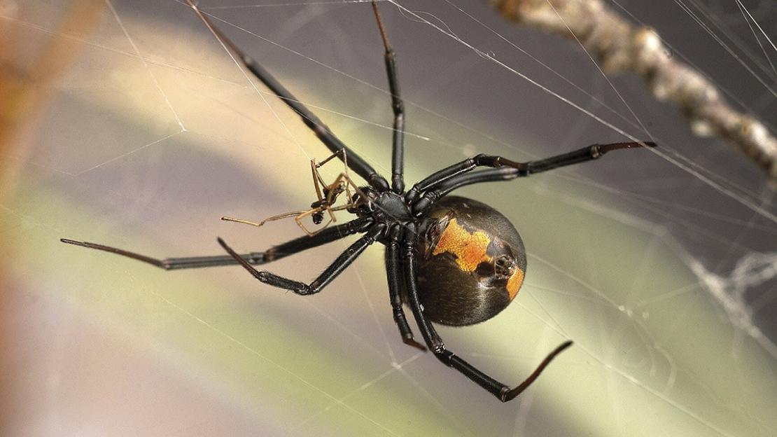 A male and female redback Australian spider on a web for during a mating ritual.