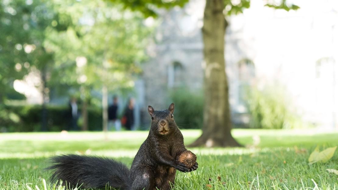 A squirrel holds a nut on a U of T campus.