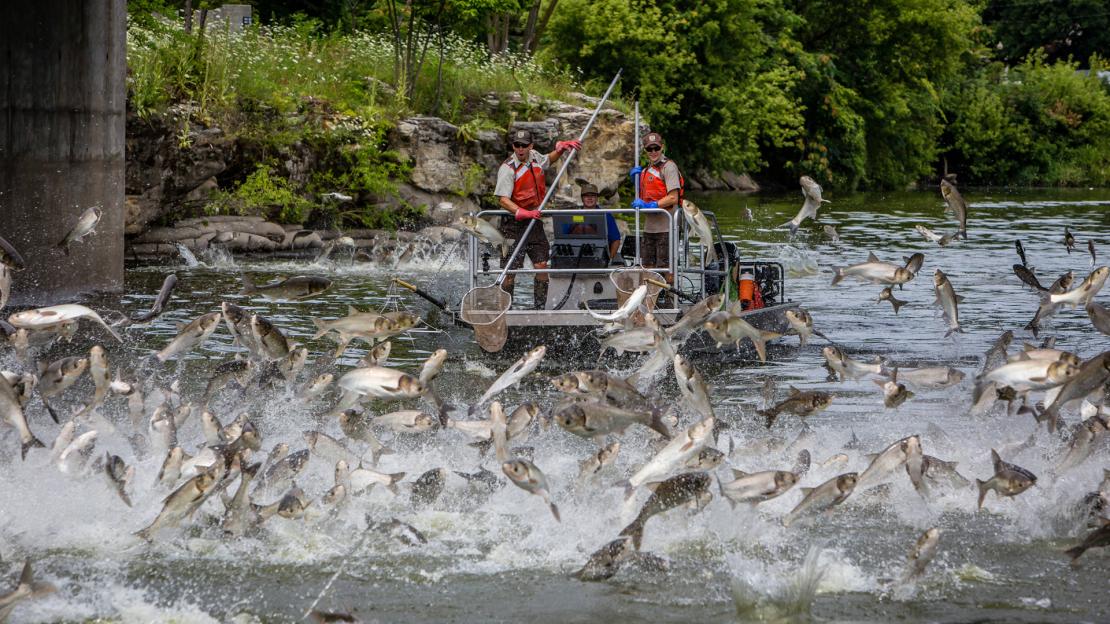 Silver carp jumping in river