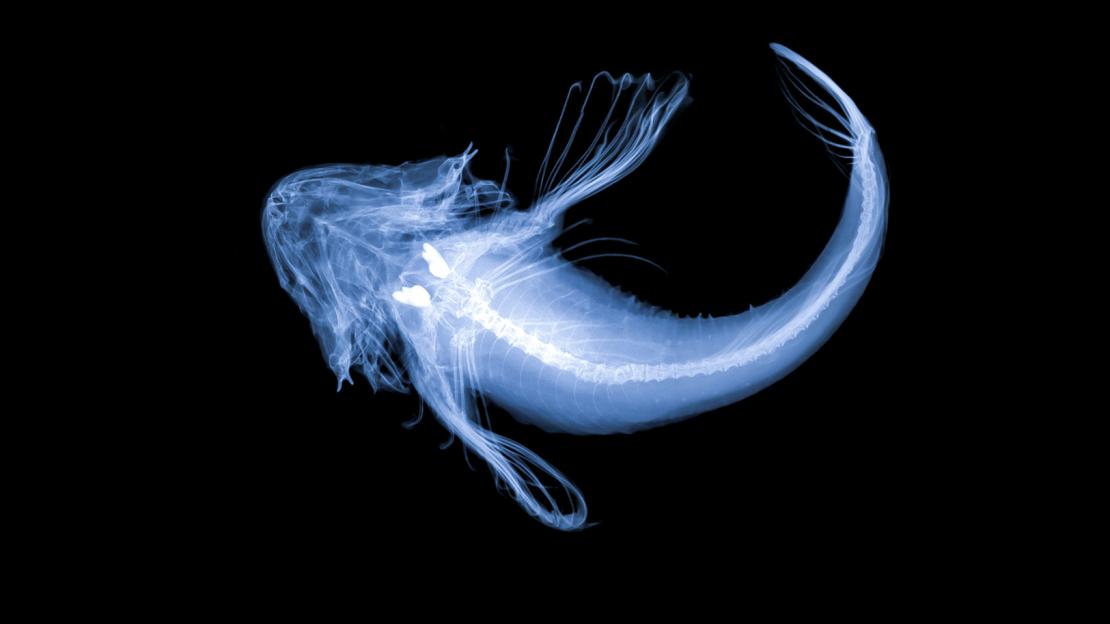 X-ray image of deepwater sculpin