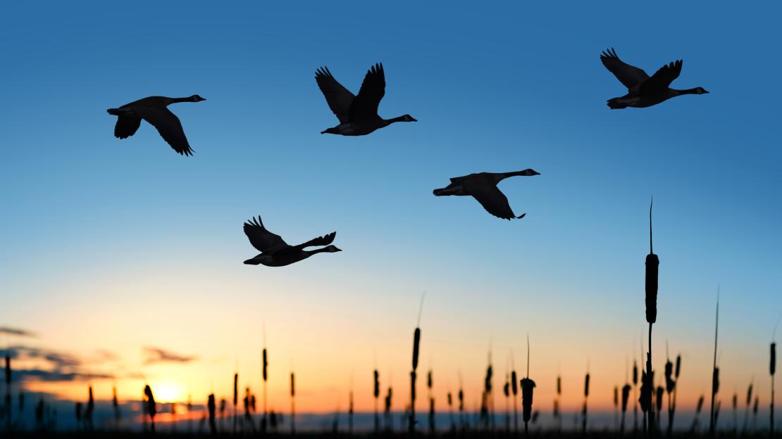 Birds flying over a wetland in Canada