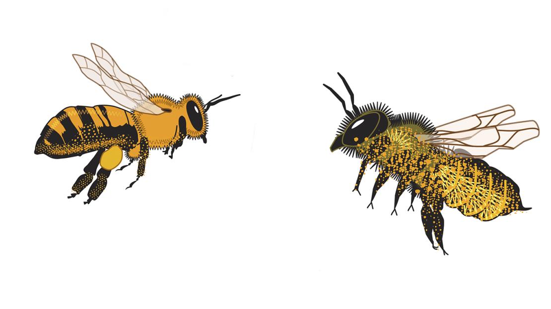 Honeybee and leafcutter bee