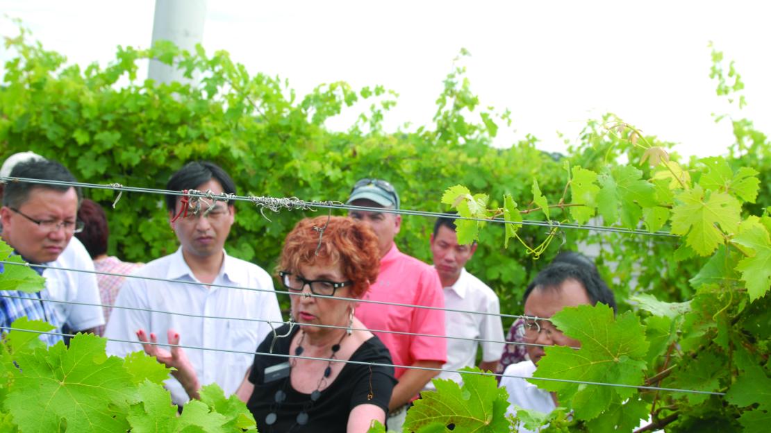 Students investigate how grapevines are responding to climate change in the Niagara Region.