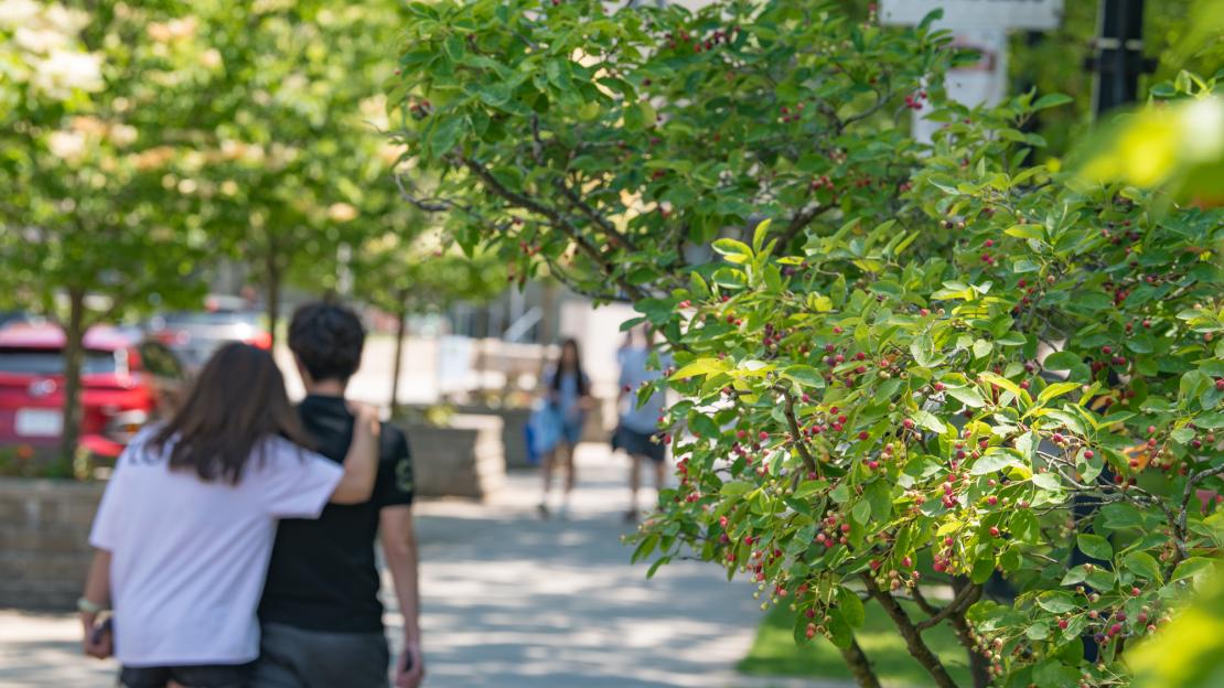 Serviceberry trees on campus