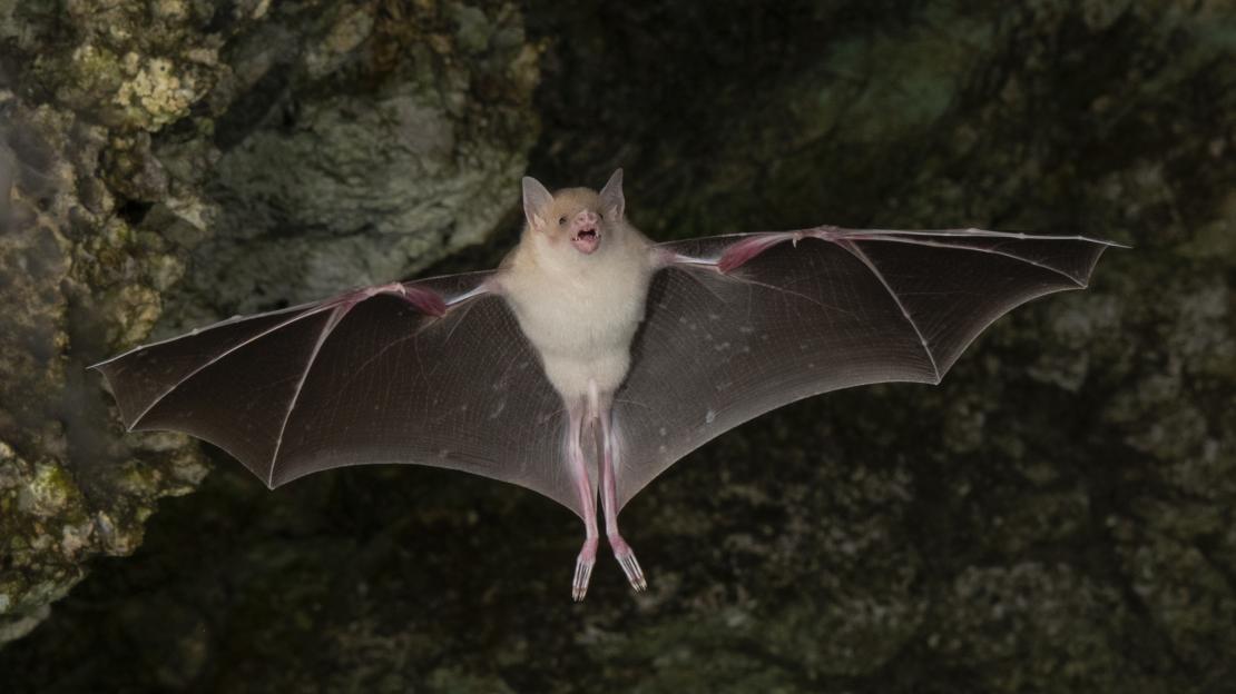 Jamaican flower bat (Phyllonycteris aphylla)