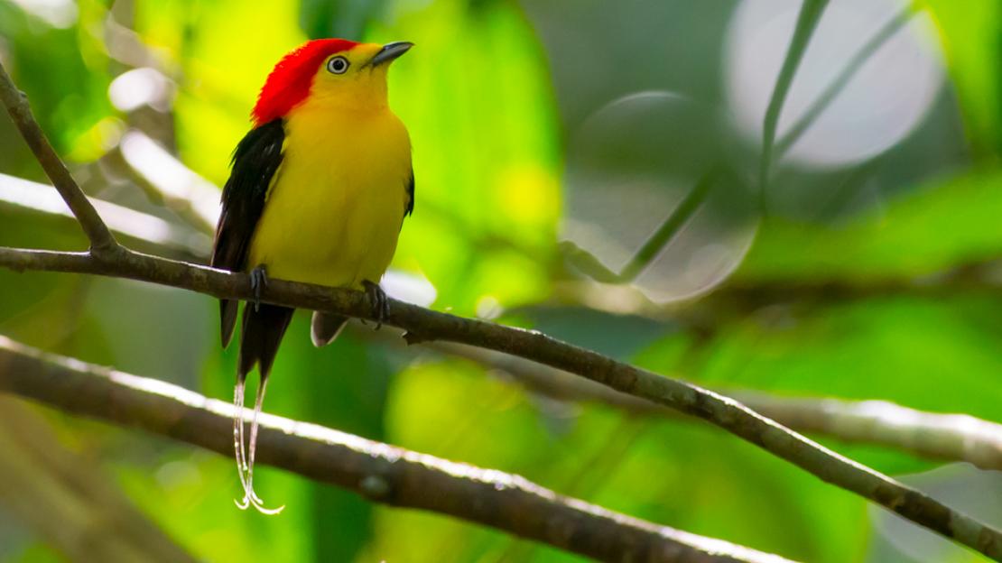 A wire-tailed manakin bird on a branch.