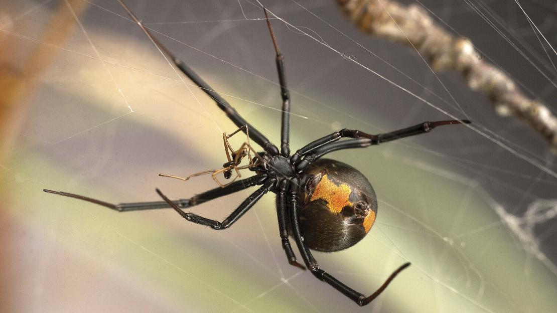 Redback spider mating strategy