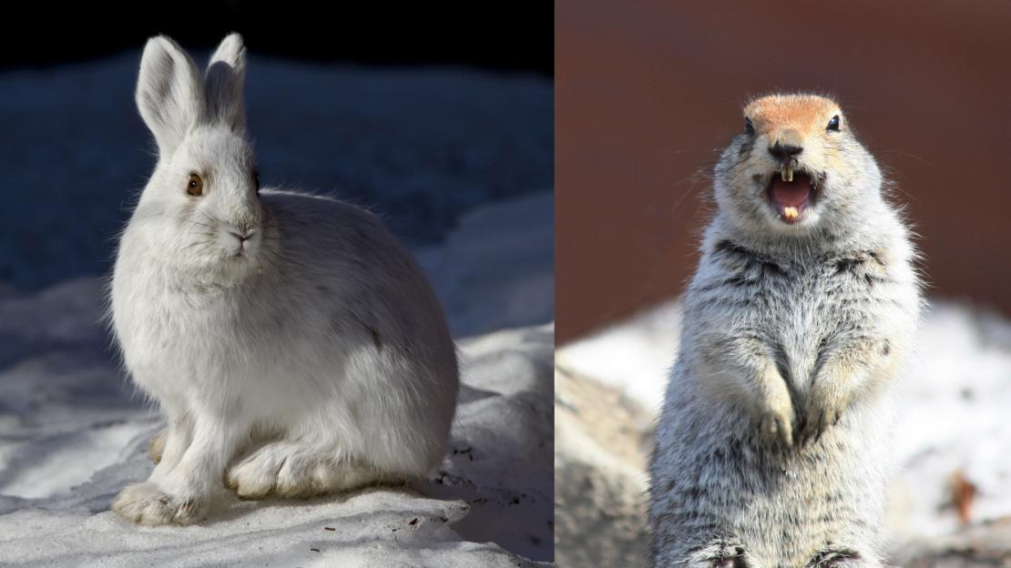 Snowshoe hare and arctic ground squirrel