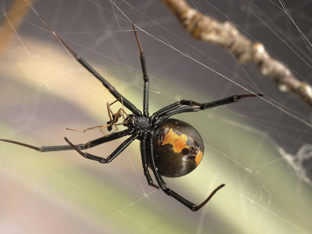 A male and female redback Australian spider on a web for during a mating ritual.