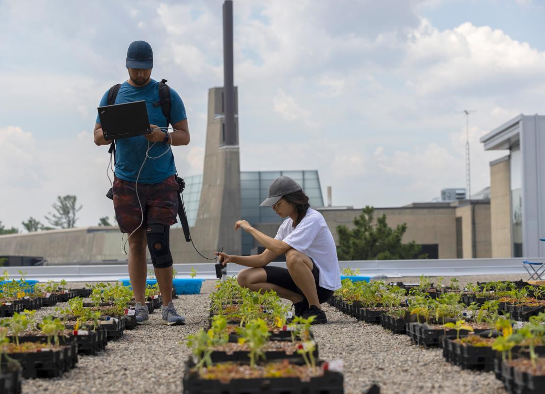 Researchers at U of T Scarborough are growing crops on the roof of Highland Hall